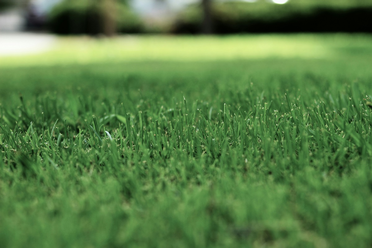 grass