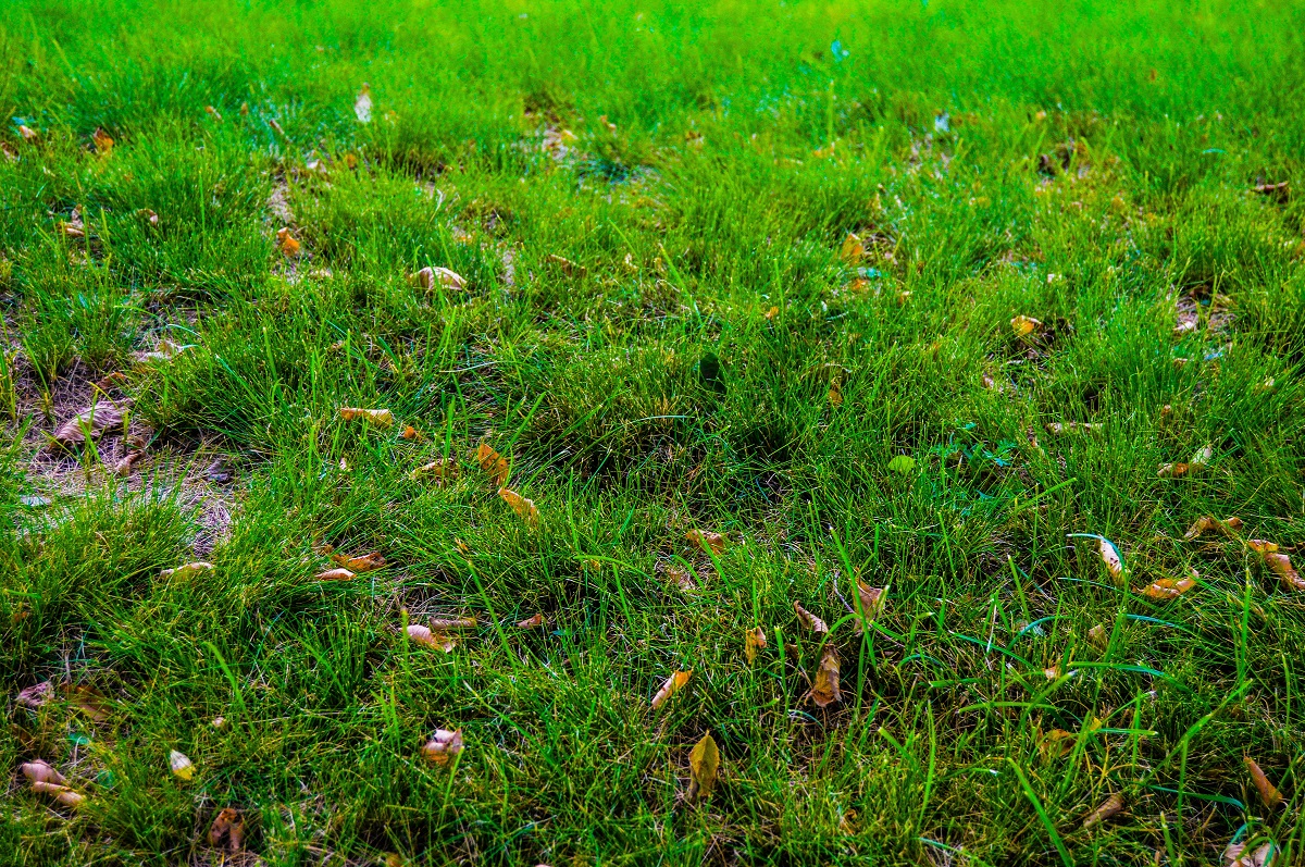 patchy lawn