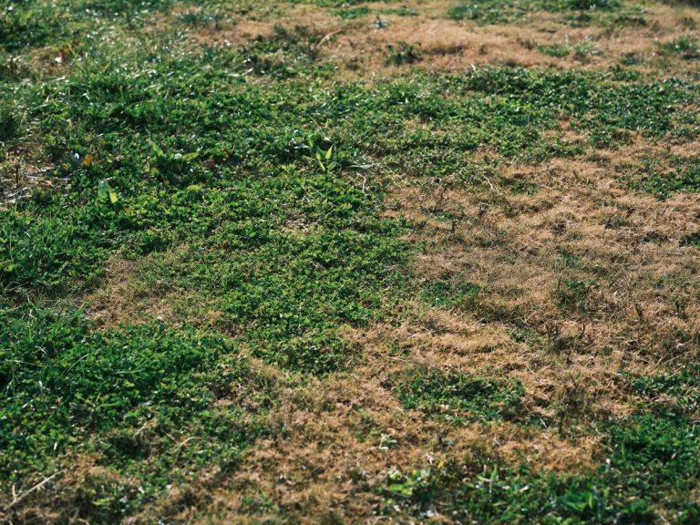patchy grass