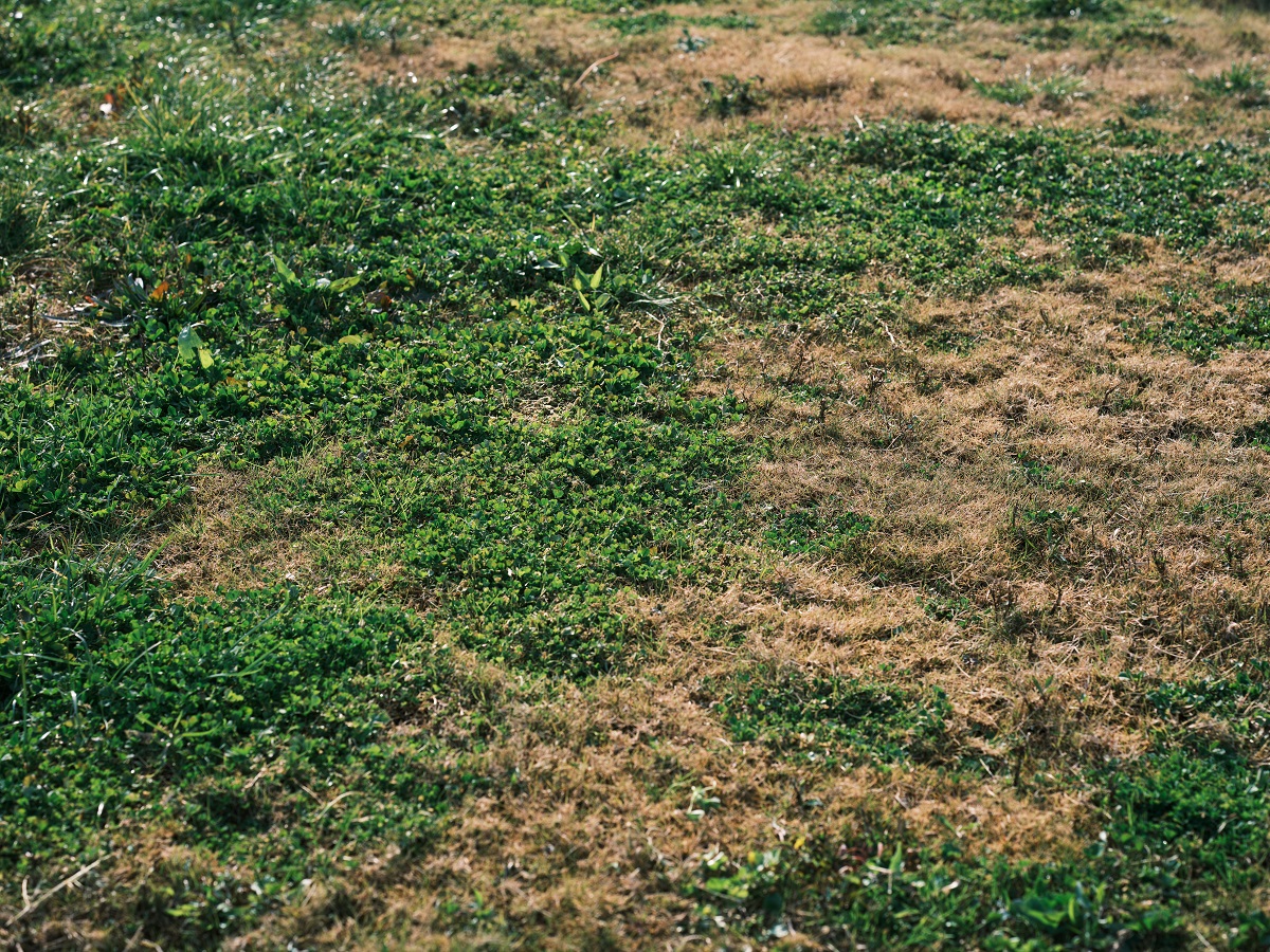 patchy grass